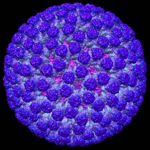 1. ábra. A rotavírus háromdimenziós rekonstrukciós képe kb. 50 ezerszeres nagyításban